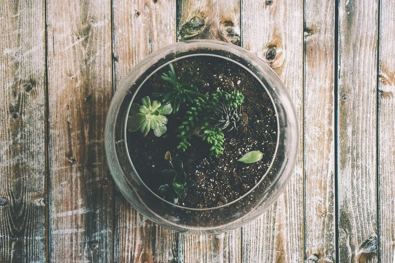 Handmade Terrarium